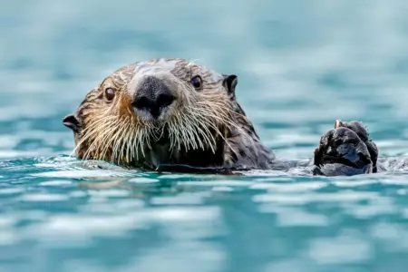 Более 45 000 морских видов находятся под угрозой исчезновения из-за воздействия человека