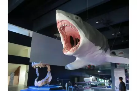 Новое исследование подвергло сомнению все, что было в предыдущих выводах о форме тела мегалодона