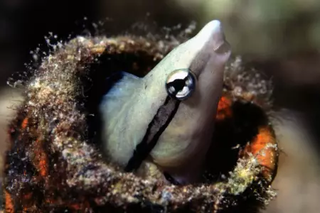 Исследование подтверждает, что рыбы могут узнавать себя в зеркале