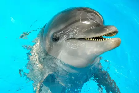 Самцы дельфинов свистят для поддержания социальных отношений